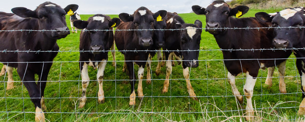 cows in field © Roger