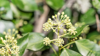 Close up of green plant with small balls on tips, Forest of Cyprus.