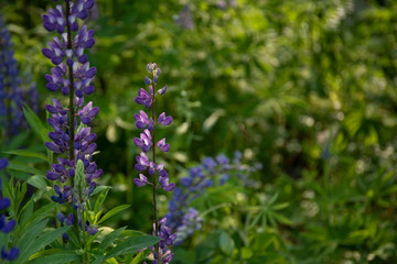 Blooming lupine flowers. blue lupin in green meadow