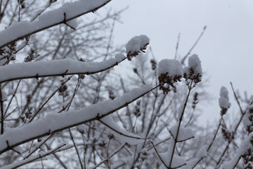 Snow-covered branches of trees macro closeup during a winter snow