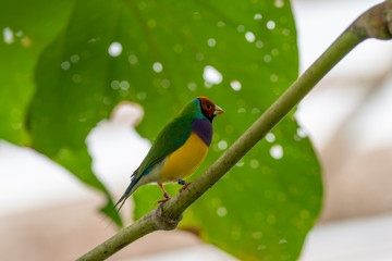 Gouldian finch - the Lady Gouldian finch, Gould's finch or the rainbow finch