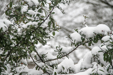 branch of a tree covered with snow