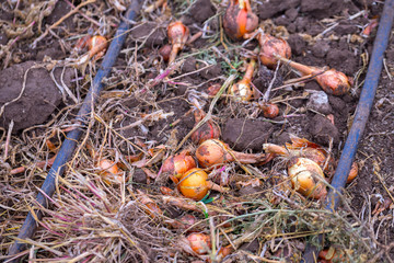 Autumn field with onion crop grown by drip irrigation technology. The bulbs are mechanically selected from the soil and naturally dried.