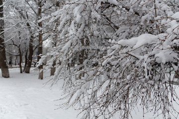 Winter fairy tale, snow-covered winter park