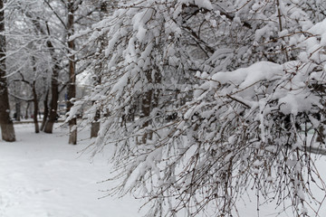 Winter fairy tale, snow-covered winter park