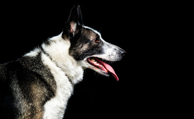 dog looks sideways on a black background