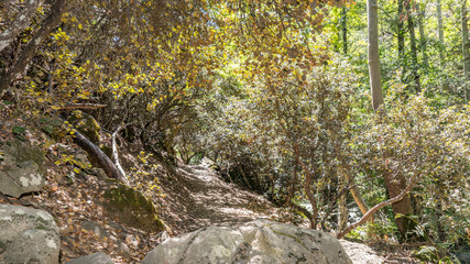 Beautiful green forest in Cyprus, close to Mountain Troodos, Cyprus