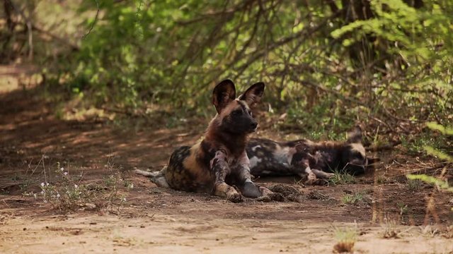 African Wild Dogs Lay in Brush in Madikwe Game Reserve South Africa