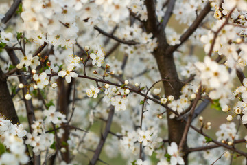 Obraz premium Spring blossom background. Beautiful nature scene with blooming tree.