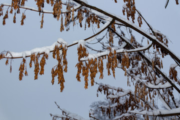 Red Maple (acer rubrum) dry seeds covered with snow
