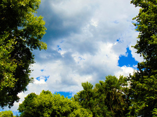 trees and blue sky