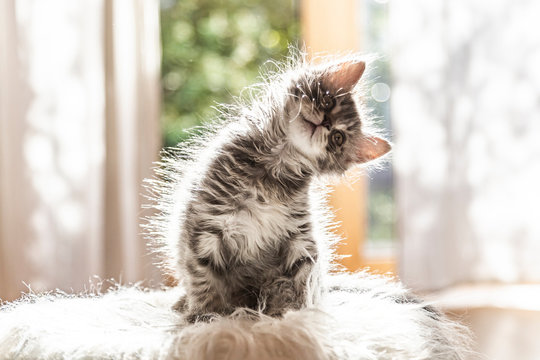 Portrait of cute fluffy kitten tilting head