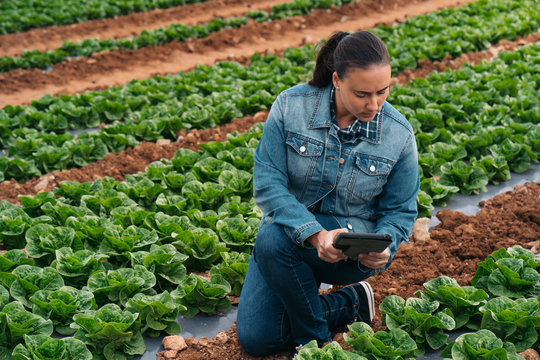 Woman with tablet in lettuce field