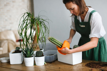 woman in green apron planting large Cereus cactus © natalialeb