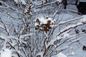 False spiraea or Sorbaria sorbifolia dried seeds covered with snow