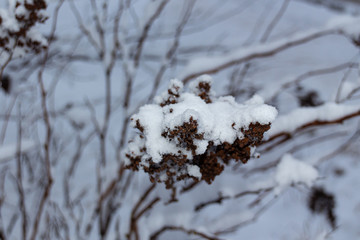 False spiraea or Sorbaria sorbifolia dried seeds covered with snow