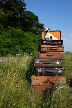 Stack of old leather suitcases with little dog on a meadow