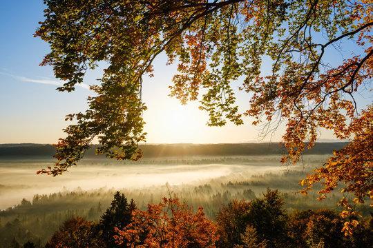 Germany, Bavaria, Icking, Beech tree branches against rising sun illuminating misty forest in autumn