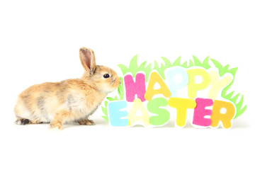 Bunny rabbit with text Happy Easter on white background