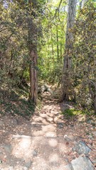Stairways in forest of Cyprus, close to Mountain Troodos, Cyprus