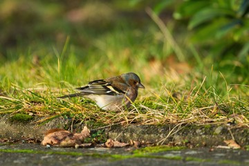 Ein Buchfink sitzt im Herbst ein einer grünen Wiese und sucht nach Nahrung, Fringilla coelebs