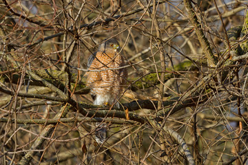 Cooper's Hawk Perched in a dense thicket