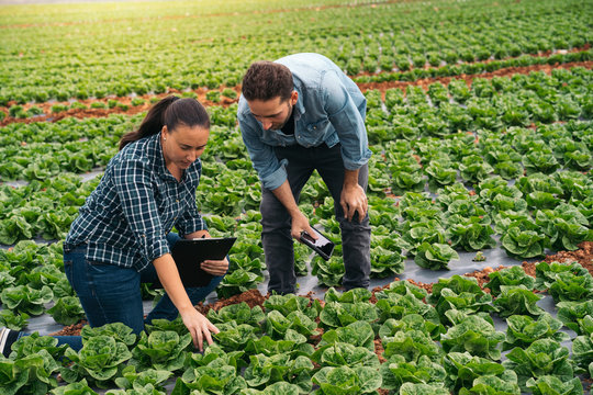 Man and woman with tablet and clipboard in lettuce field