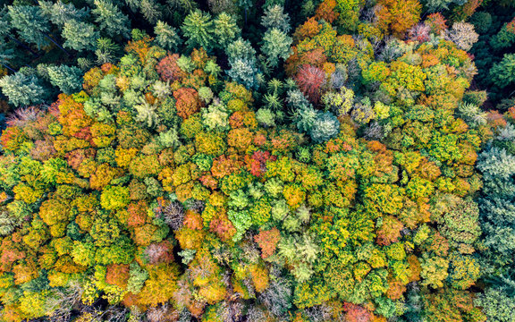 Germany, Baden-Wurttemberg, Aerial view of Swabian-Franconian Forest in autumn