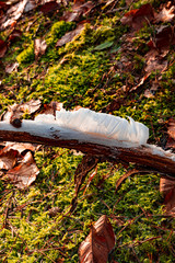 filigrane Eiswolle auf Ast im winterlichen Abendlicht vor herbstlichem Laub
