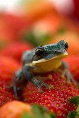 The poison dart frog sits on the berries