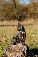 Tortie kitten staying on a stomp like a photomodel
