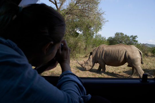 Woman taking a picture of a rhinoceros out of the car window,  Hluhluwe-Imfolozi Park, South Africa