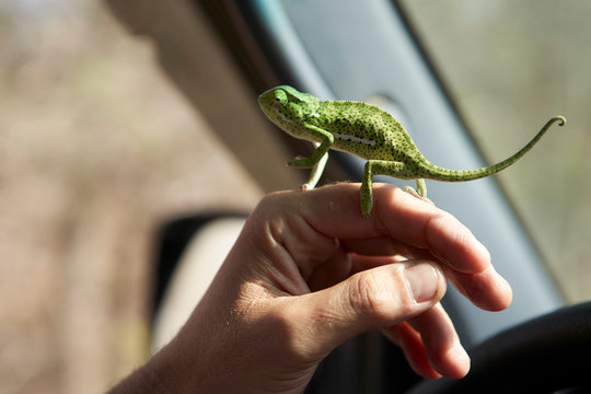 Man holding a flap-necked chameleon on his hand, Kruger National Park, South Africa