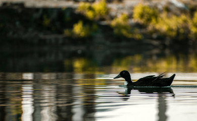duck in water