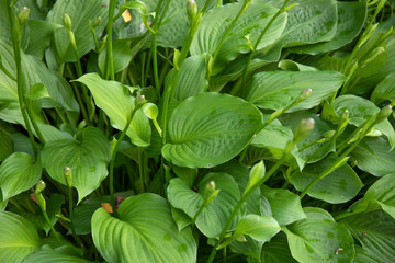 Detail of a flower border with a Hosta in a garden