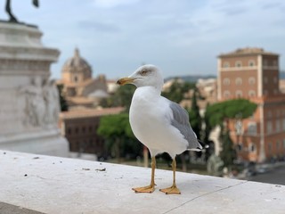 seagull on post