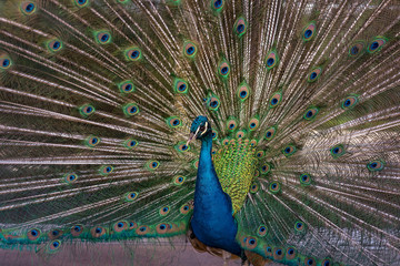 Fototapeta premium Peacock in the park of El Retiro