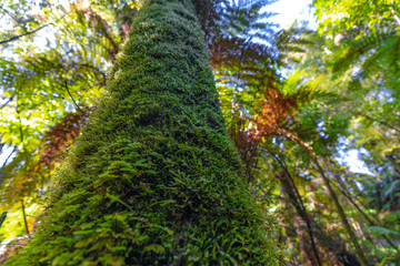 tree fern © Piotr