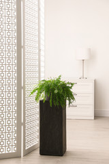 Fototapeta premium Large pot with plant at home. Element of interior design
