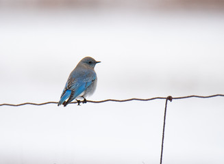Mountain Bluebird in Winter