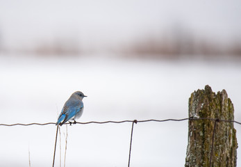 Mountain Bluebird in Winter