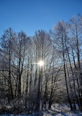 landscape with frozen deciduous forest