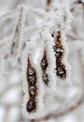 an acacia branch with frozen pods