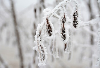 an acacia branch with frozen pods