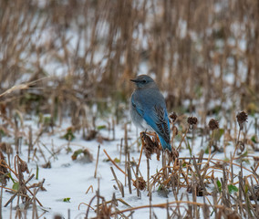 Mountain Bluebird in Winter