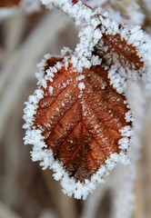 frozen leaves on a branch