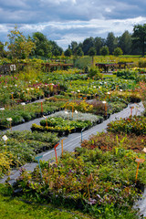 green seedlings in flowerbed pots