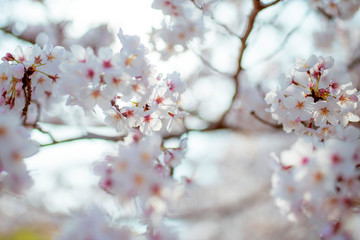 SAKURA 