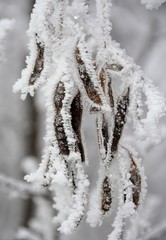 frozen acacia pods on a branch