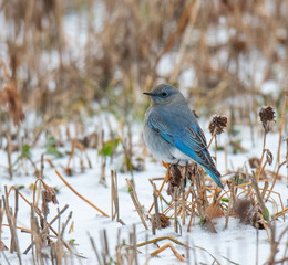 Mountain Bluebird in Winter